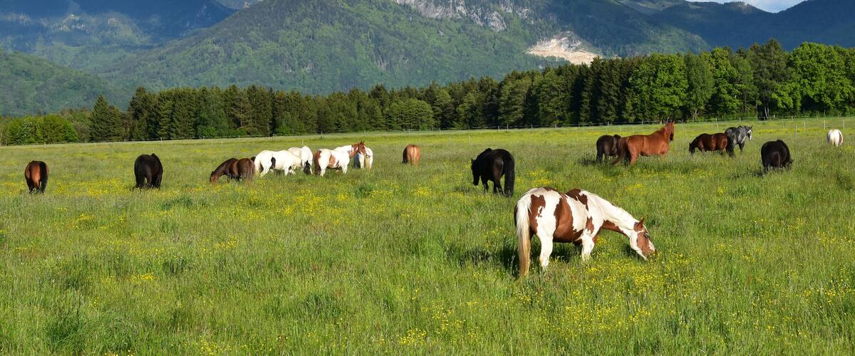 A grassy field with horses grazing, a mountain range in the background, and a clear sky.