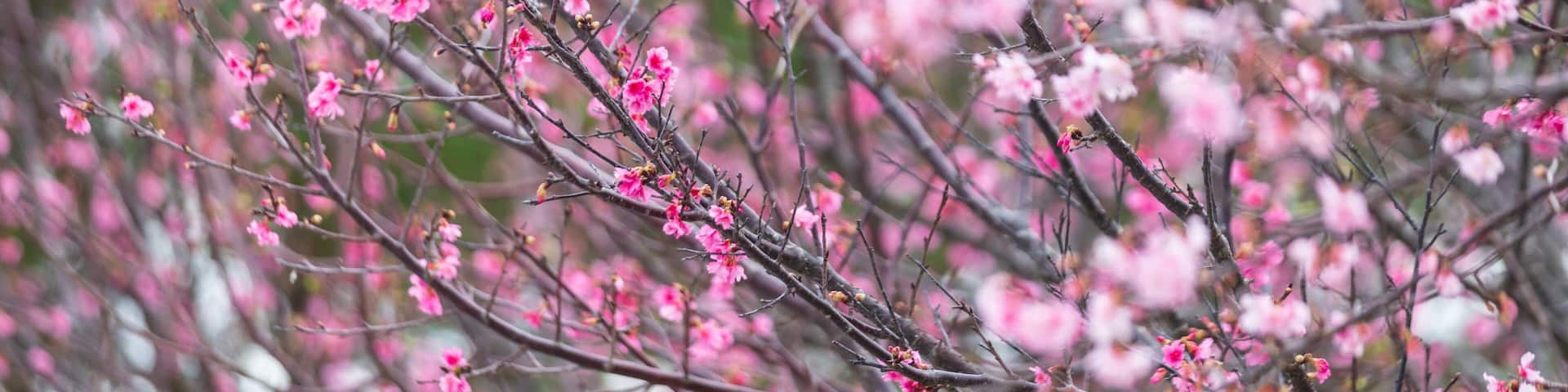 Soft Pink Petals Adorn Branches, Signaling the Arrival of Spring, Nakijin Castle Park, Okinawa, Japan