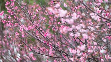 Soft Pink Petals Adorn Branches, Signaling the Arrival of Spring, Nakijin Castle Park, Okinawa, Japan