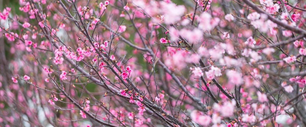 A dense cluster of pink flowering trees.