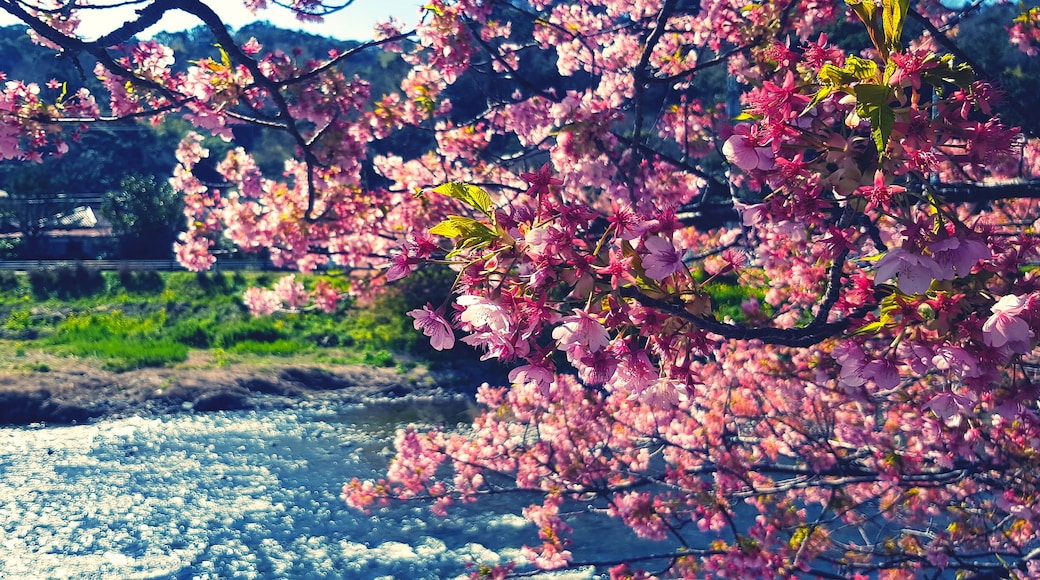 Beautiful branch of sakura cherry blossom or pink flower blooming with sunlight in morning, river or lake and village blurred background blue vintage tone. Beauty in nature and Natural wallpaper