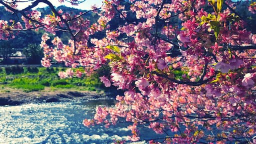 Beautiful branch of sakura cherry blossom or pink flower blooming with sunlight in morning, river or lake and village blurred background blue vintage tone. Beauty in nature and Natural wallpaper