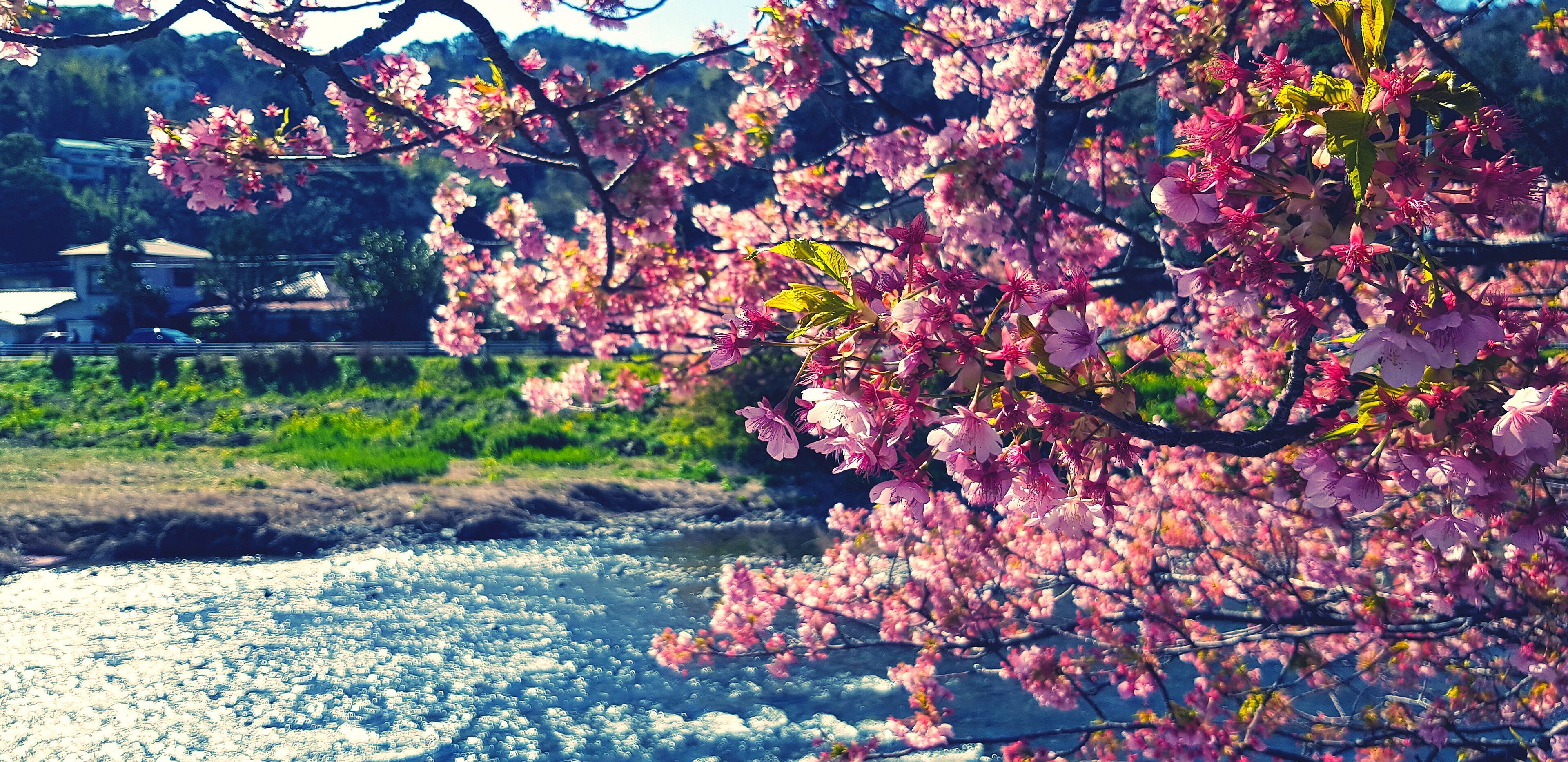 Cherry blossoms in full bloom along a riverbank with a bridge and buildings in the background.