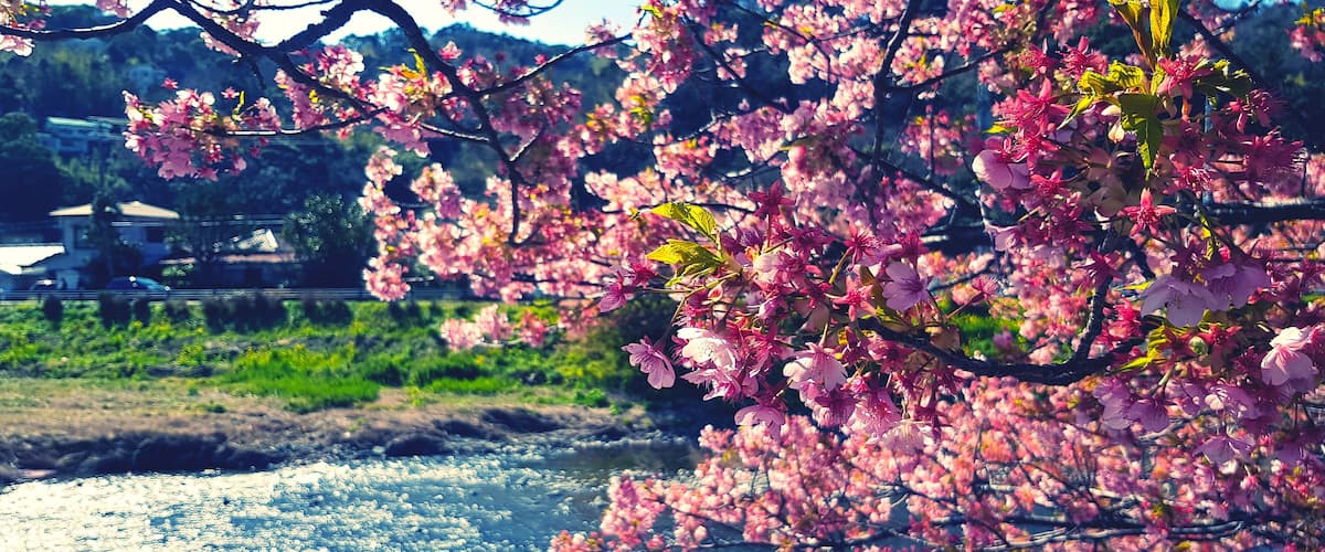 Cherry blossoms in full bloom along a riverbank with a bridge and buildings in the background.