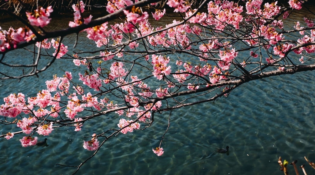 sakura tree in japan