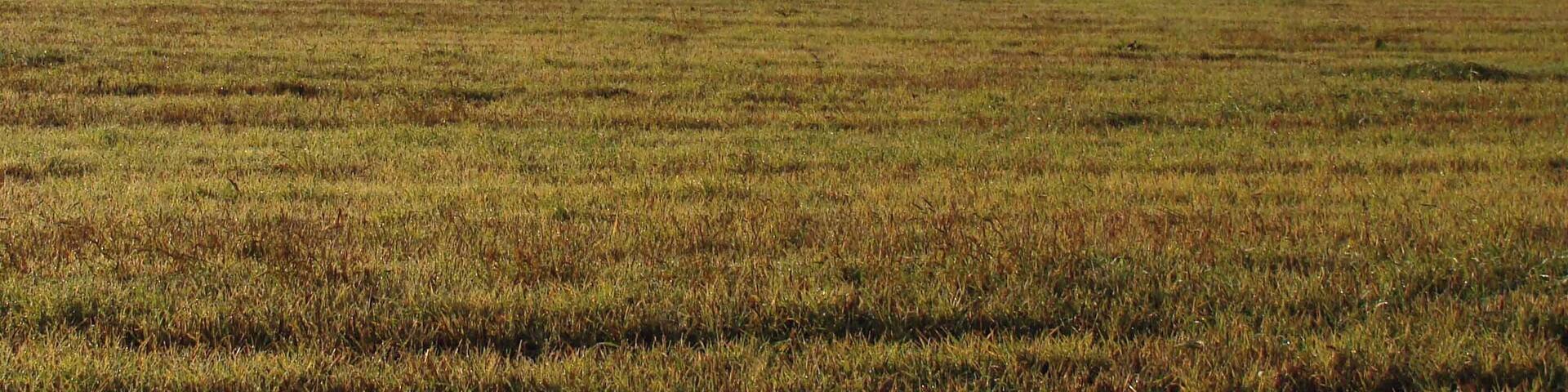 Blick von Hohenthann auf Alpen