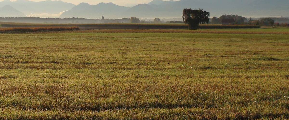 A vast open field with a solitary tree and distant mountains under a clear sky.