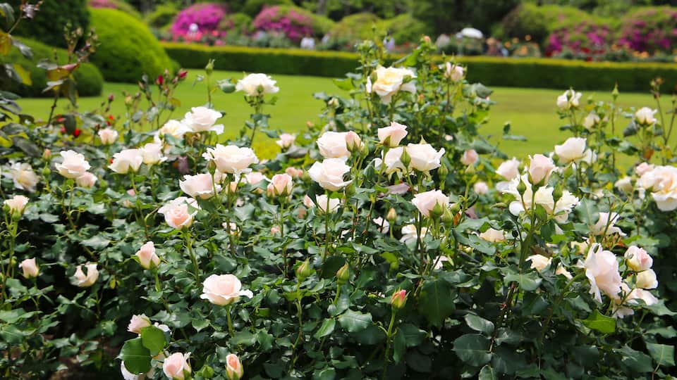 A garden with blooming pink roses and well-manicured hedges.