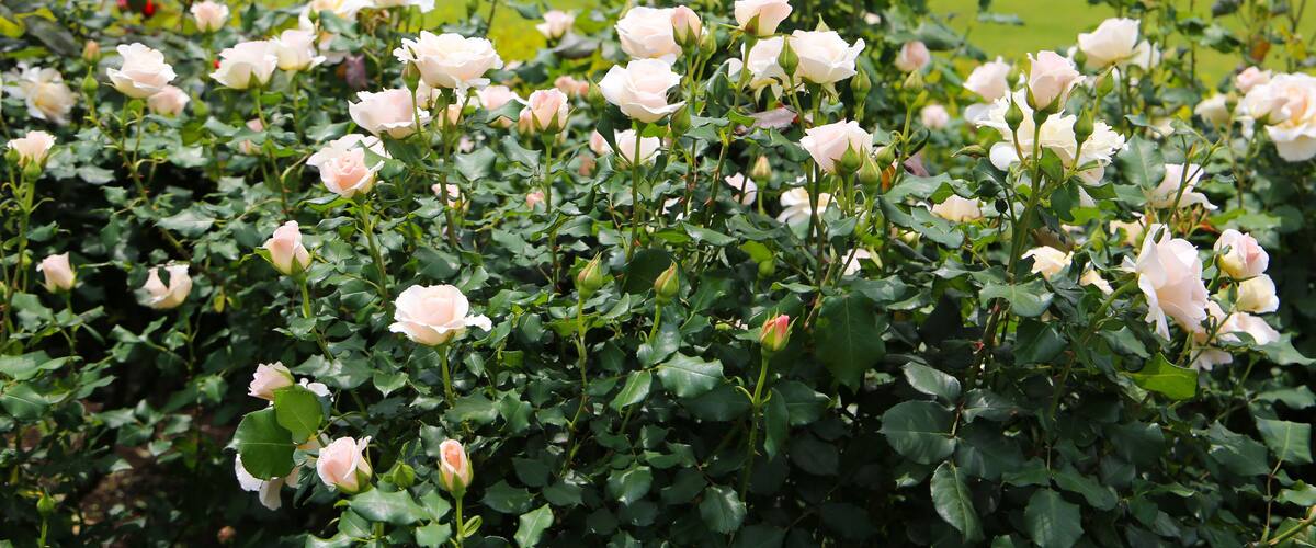 A garden with blooming pink roses and well-manicured hedges.