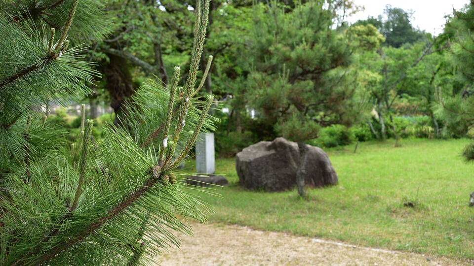A pine tree in a park with a large rock and a path.