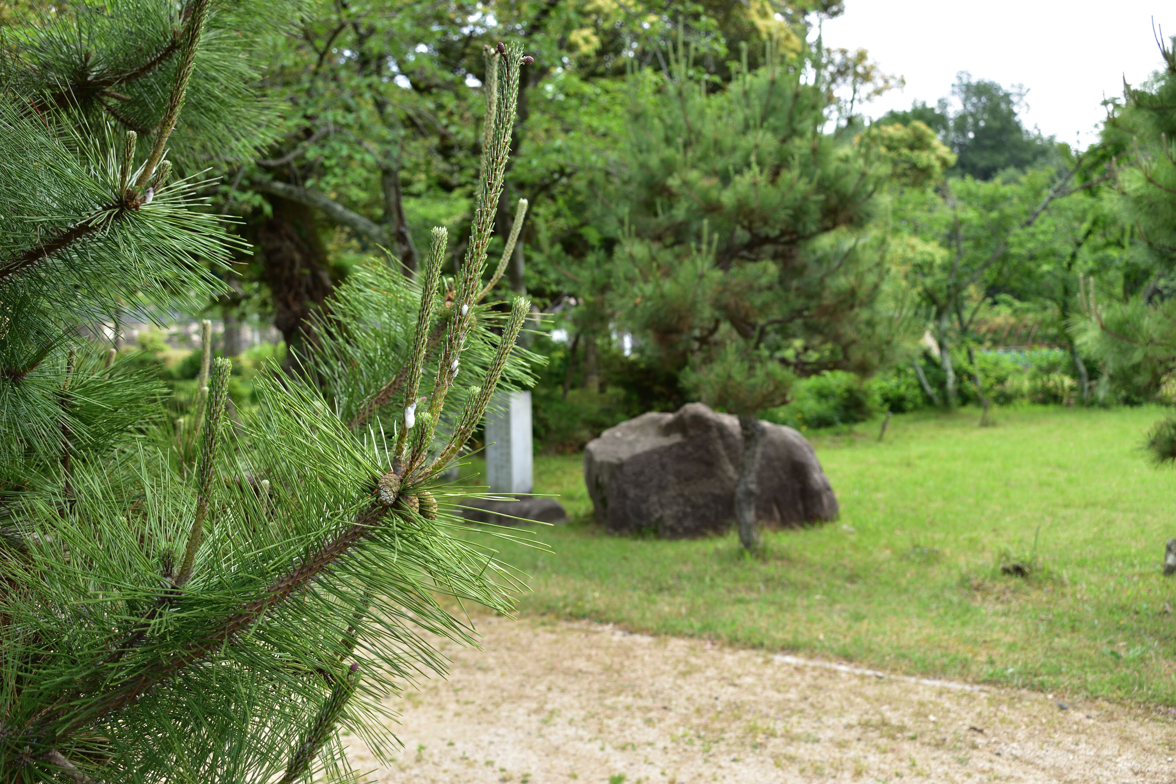 A pine tree in a park with a large rock and a path.
