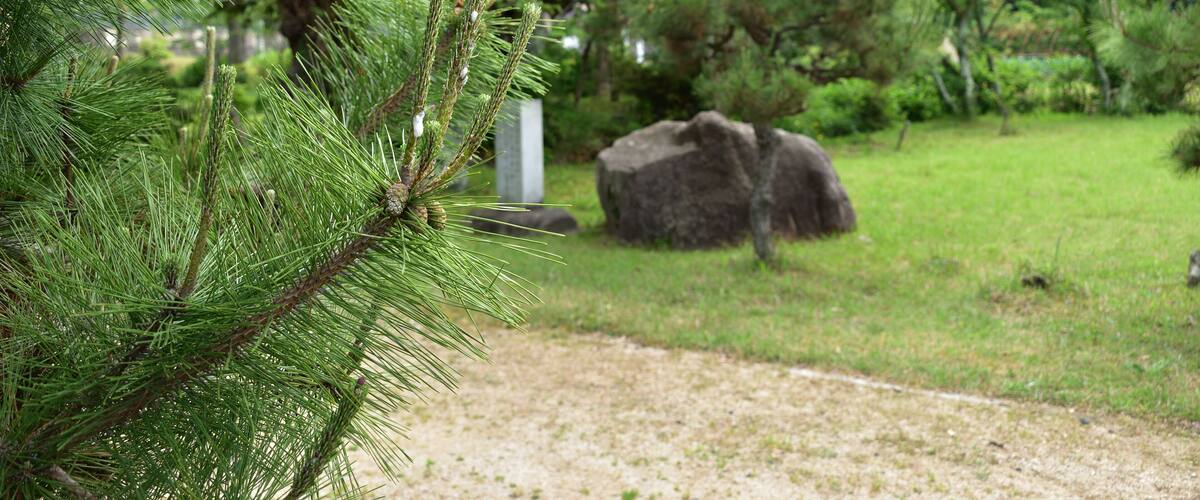 A pine tree in a park with a large rock and a path.