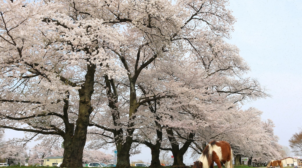 岩瀬牧場の桜(福島県・鏡石町)