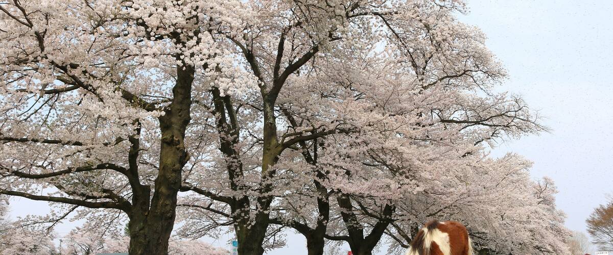 岩瀬牧場の桜(福島県・鏡石町)