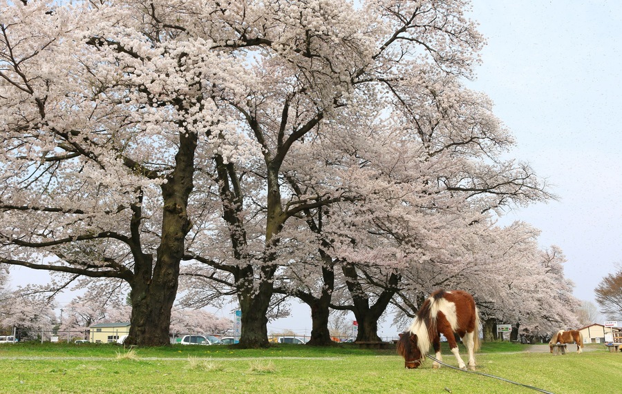 岩瀬牧場の桜(福島県・鏡石町)