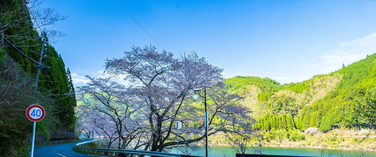 A winding road with a speed limit sign, cherry blossom trees, a river, and a mountainous backdrop.