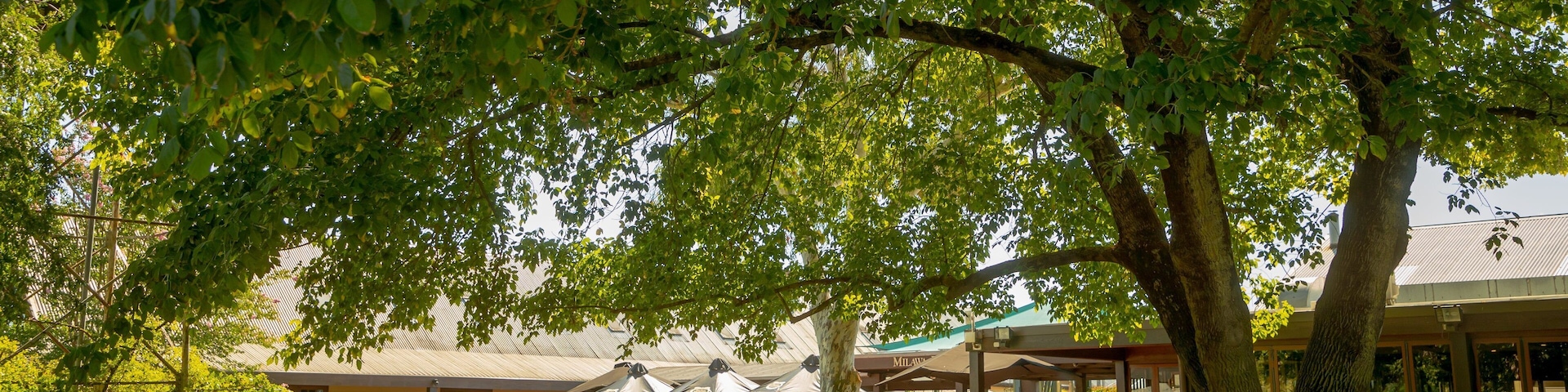 Brown Brothers Milawa Vineyard showing a park