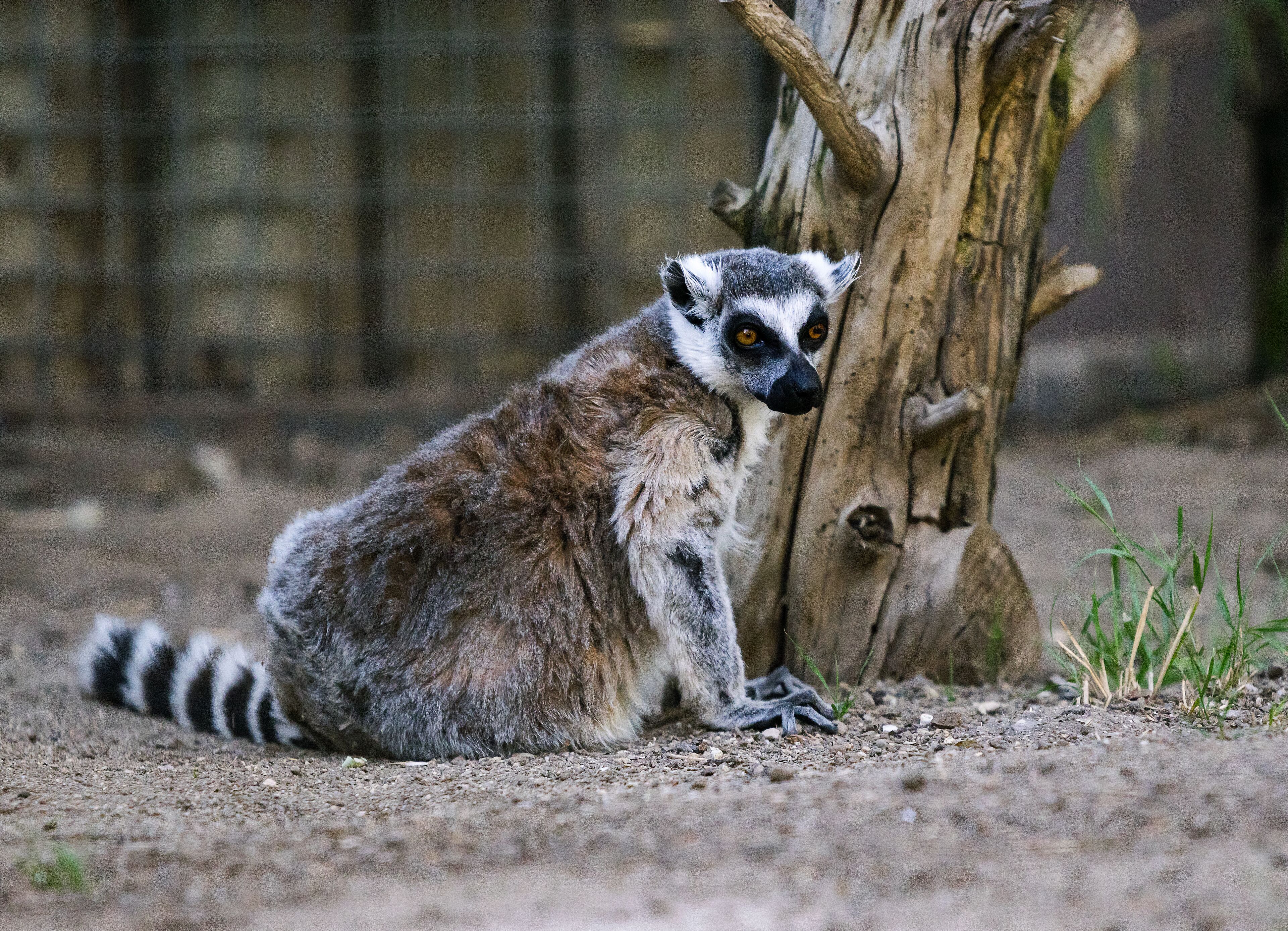 Charles Paddock Zoo Animals