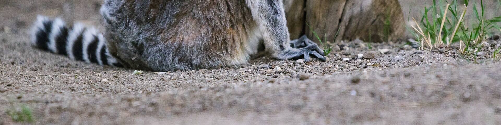 Charles Paddock Zoo Animals