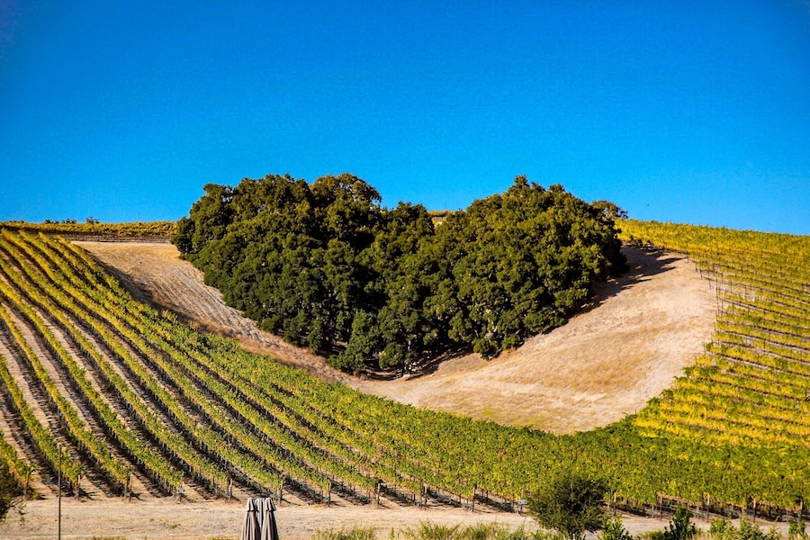 A vineyard with rows of grapevines and a heart-shaped clearing surrounded by trees.