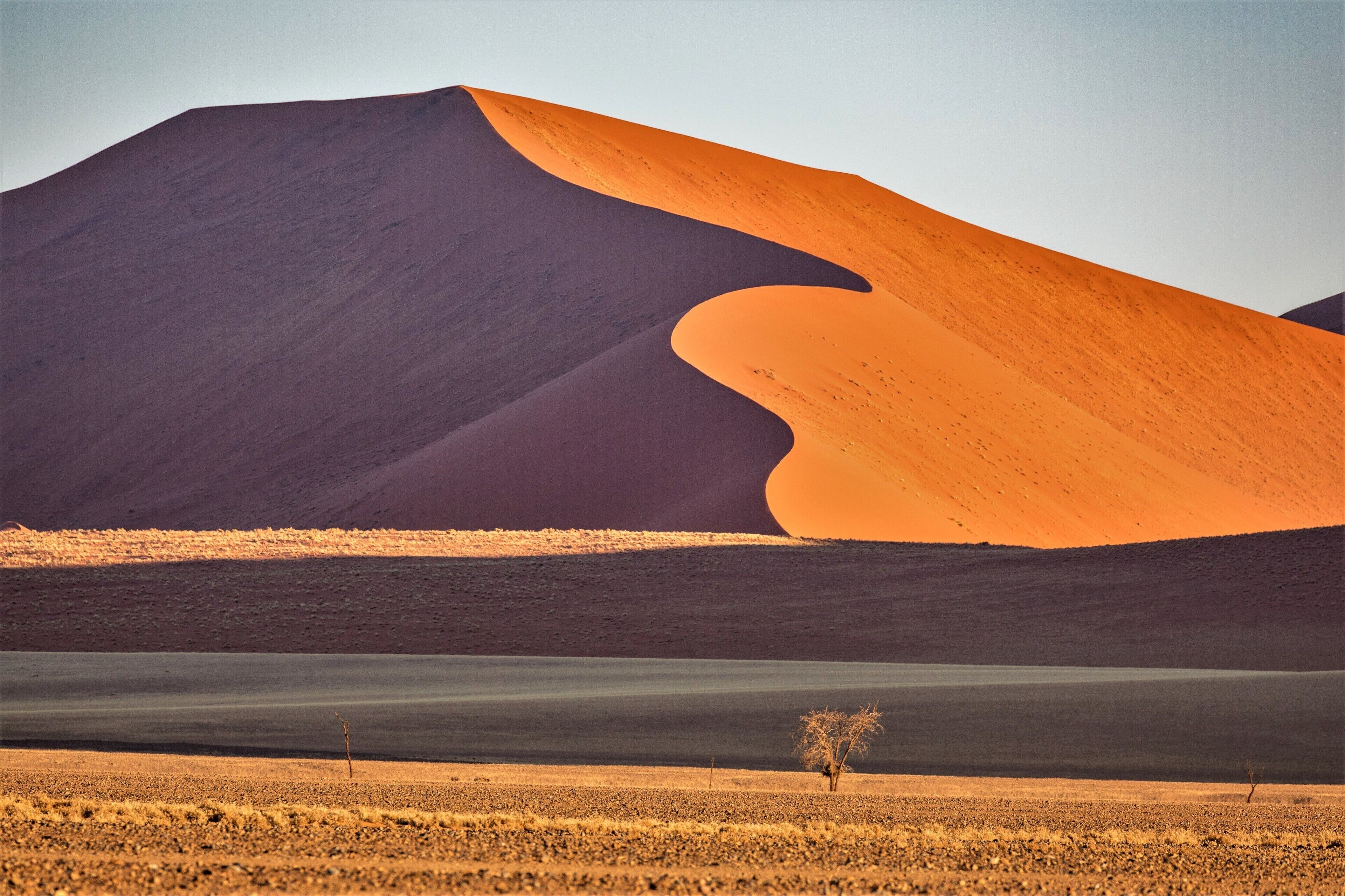 Paisaje desértico con una gran duna de arena y un pequeño árbol en primer plano.