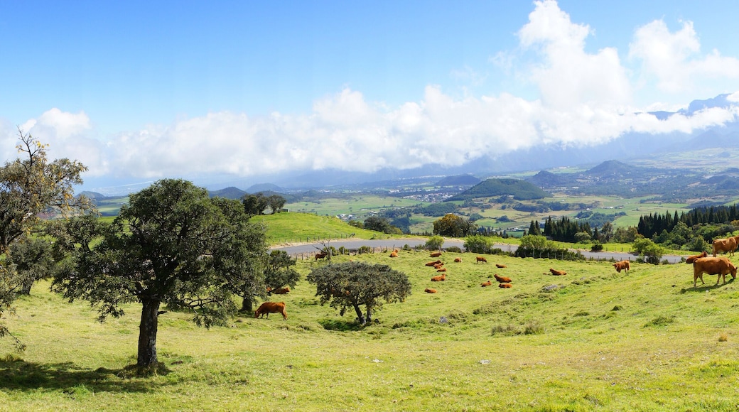 La Plaine des Cafres