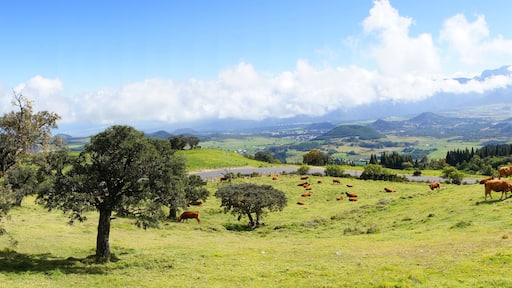 La Plaine des Cafres