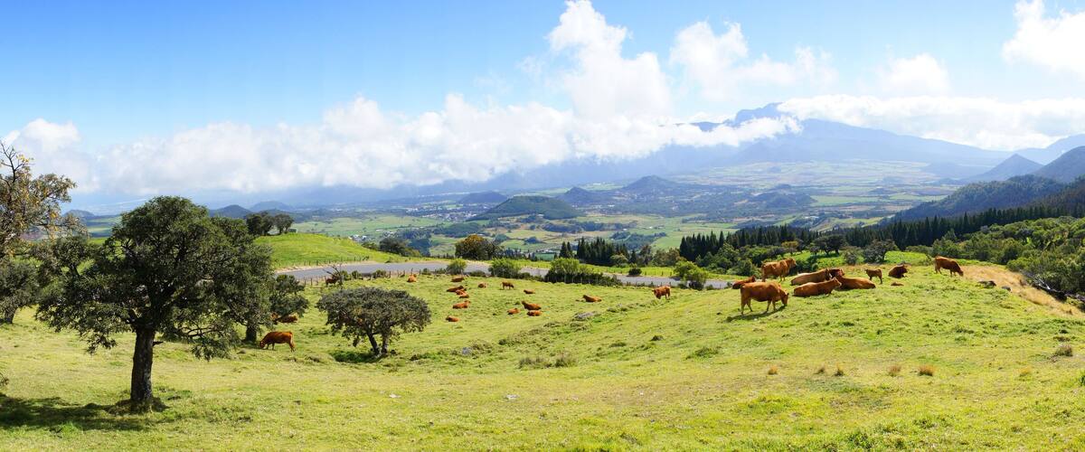 A green hillside with cows grazing and a road in the distance.