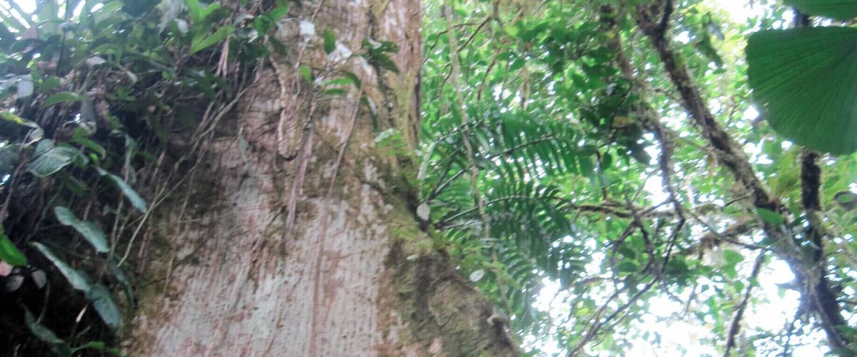Along the main trails in this park you can find massive trees to inspire you, and maybe to climb.