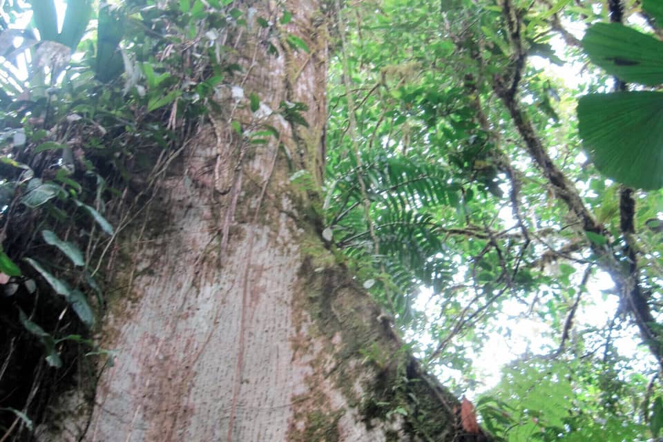 A large tree trunk with moss and lichen, surrounded by dense green foliage.