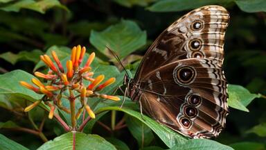 Peleides Blue Morpho (Morpho peleides limpida), La Paz Waterfall Gardens, Vara Blanca, Costa Rica