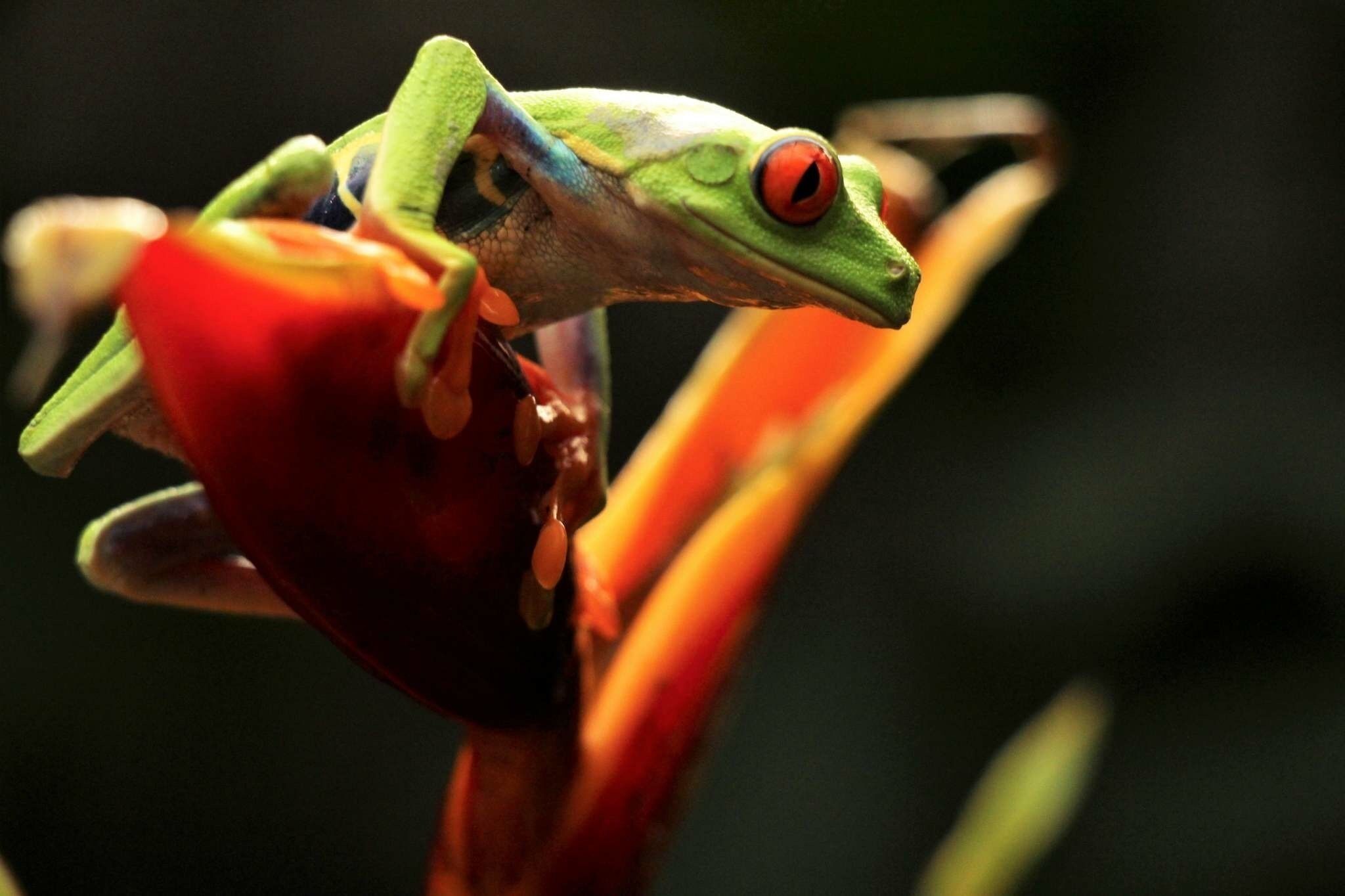 Red Eyed Tree Frog