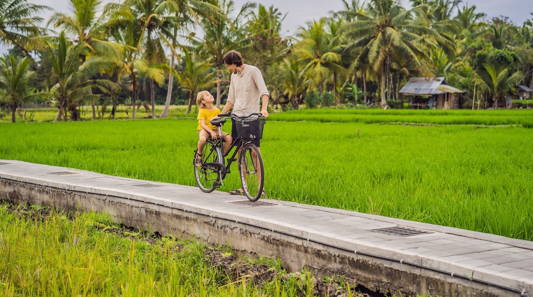 Father and son ride a bicycle on a rice field in Ubud, Bali. Travel to Bali with kids concept