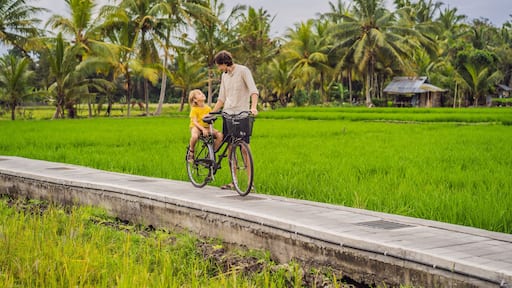 Father and son ride a bicycle on a rice field in Ubud, Bali. Travel to Bali with kids concept