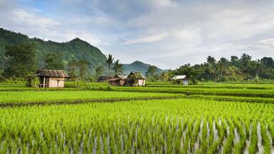 Bali Rice Fields. The village of Sidemen, in east Bali, boasts some of the most beautiful and dramatic rice terraces in Indonesia. ; Shutterstock ID 201562730; Purchase Order: SP-2026; Order Number: SP-2026 Go Guide images research for Bali (Indonesia); Client/Licensee: Hotels.com; Other: Lee Ban Twan