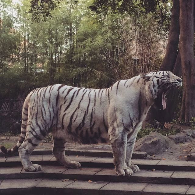 It's not often that we get to see a white tiger in person (let alone 2!) so this was an incredibly special moment.

#cats #tiger #wildlife
