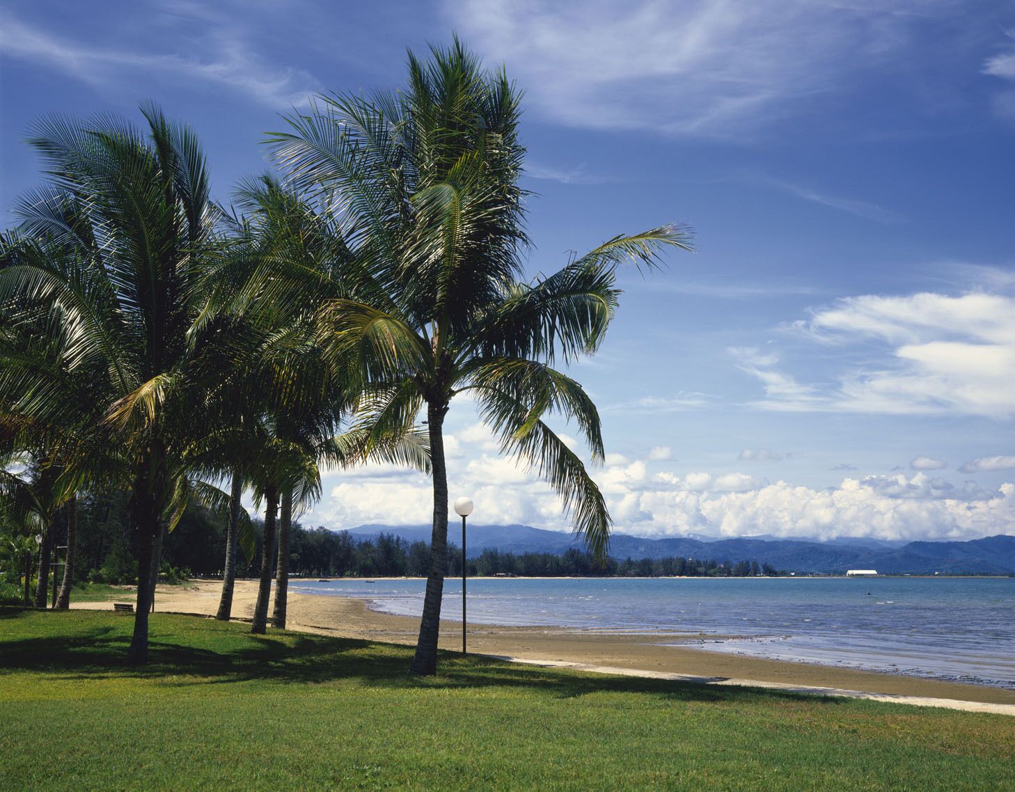 A beach with palm trees and a clear sky.