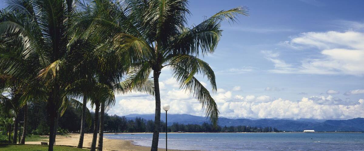 A beach with palm trees and a clear sky.