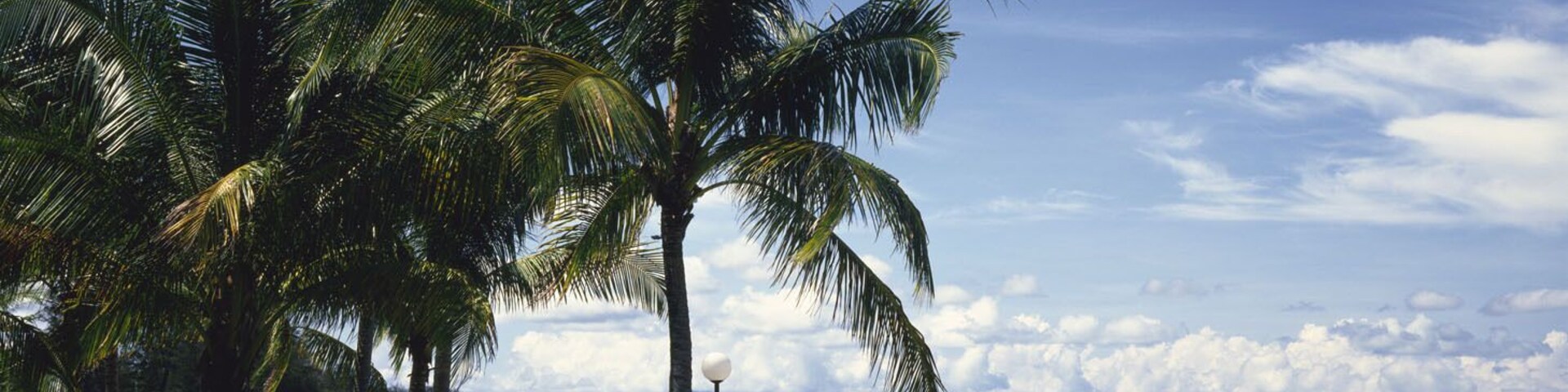 A beach with palm trees and a clear sky.