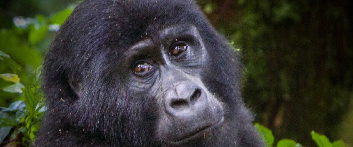 Deep in the Bwindi Impenetrable Rainforest, a gentle giant glances over calmly at her visitors. #travelphotography #wildlifephotography #gorilla