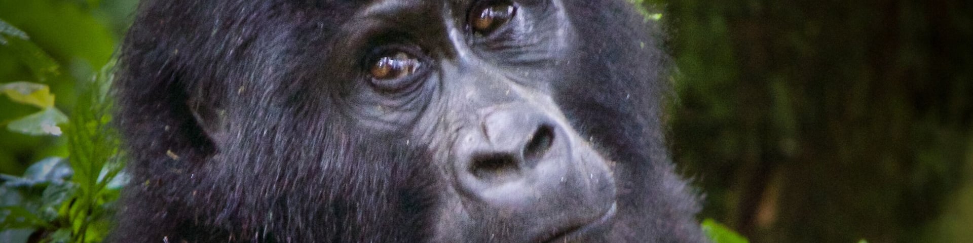 Deep in the Bwindi Impenetrable Rainforest, a gentle giant glances over calmly at her visitors. #travelphotography #wildlifephotography #gorilla