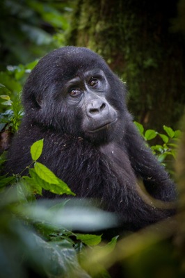 Deep in the Bwindi Impenetrable Rainforest, a gentle giant glances over calmly at her visitors. #travelphotography #wildlifephotography #gorilla