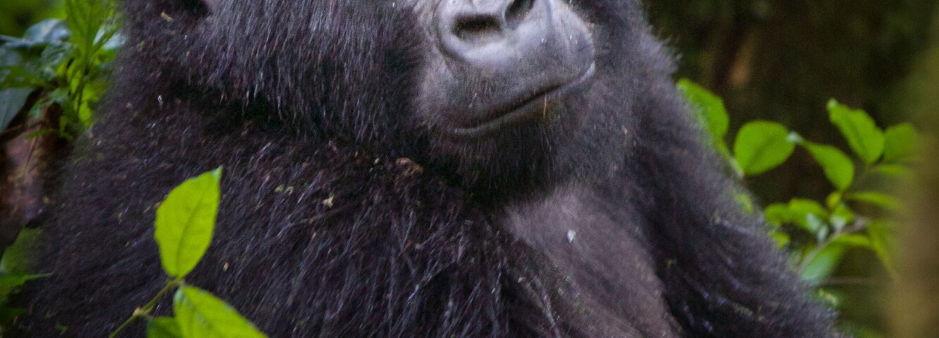 Deep in the Bwindi Impenetrable Rainforest, a gentle giant glances over calmly at her visitors. #travelphotography #wildlifephotography #gorilla