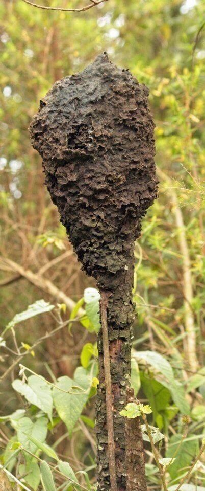 This is called a gorillas cocktail stick... it is ants and gorillas like to eat them 