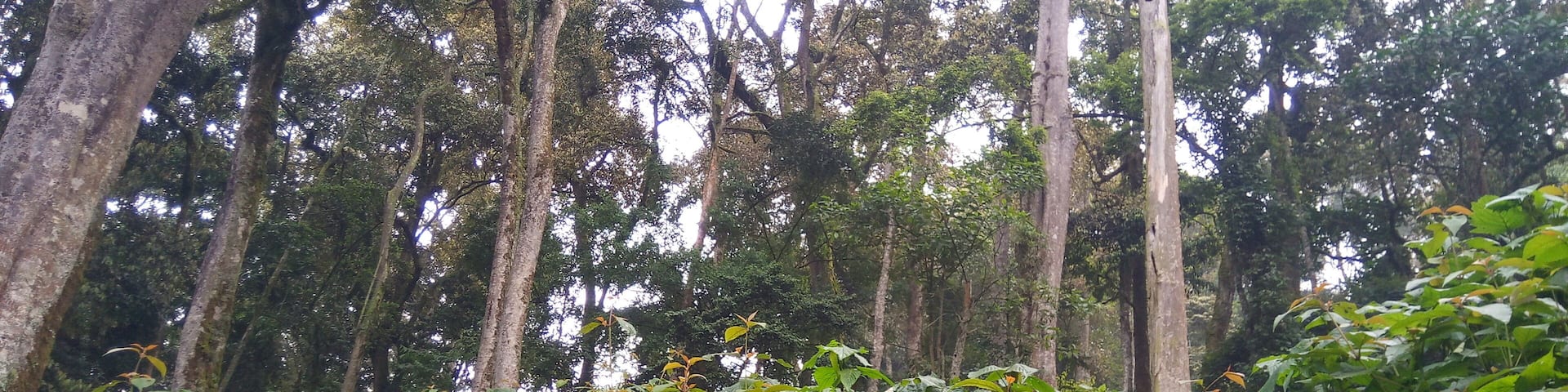 The Green Forest of Bwindi Impenetrable National Park. The vegetation is a great delicacy for the mountain gorillas.