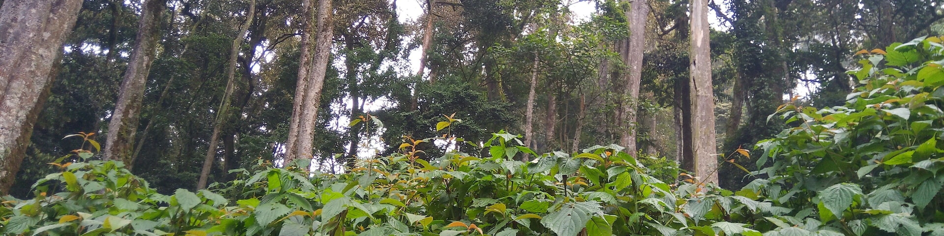 The Green Forest of Bwindi Impenetrable National Park. The vegetation is a great delicacy for the mountain gorillas.