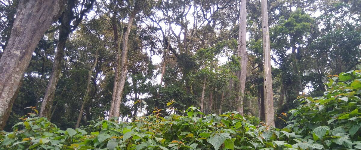 A dense forest with tall trees and lush green foliage.