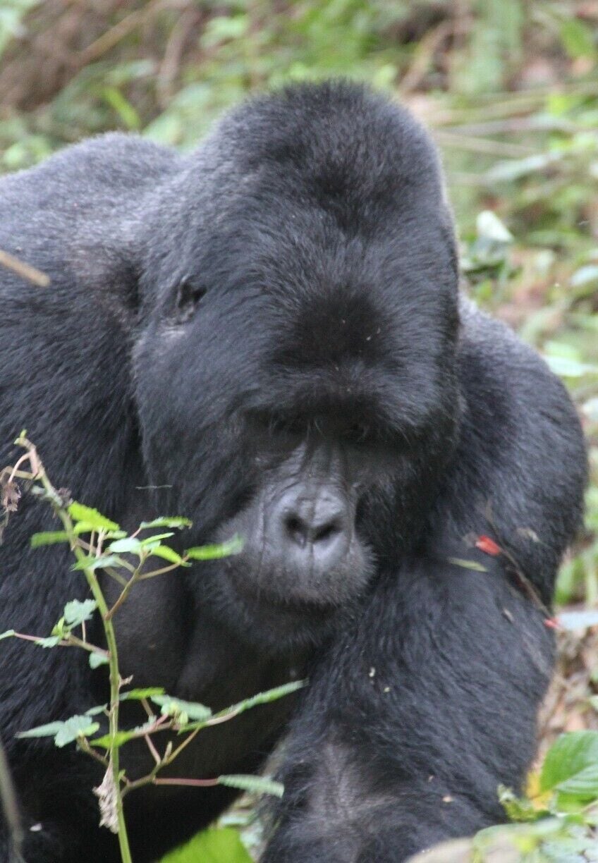 A gorilla in a natural setting with dense foliage.