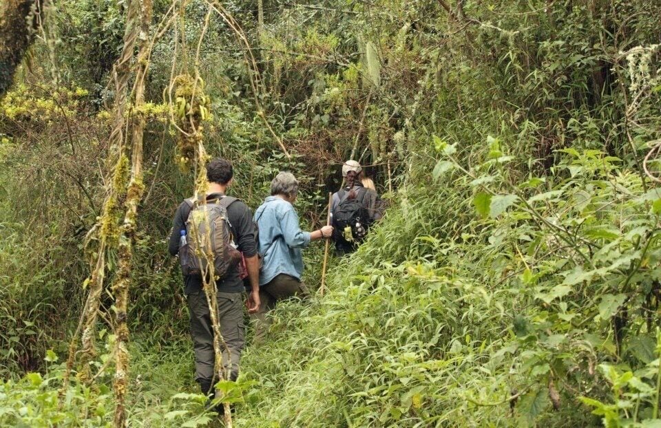 On the move following Golden Monkeys