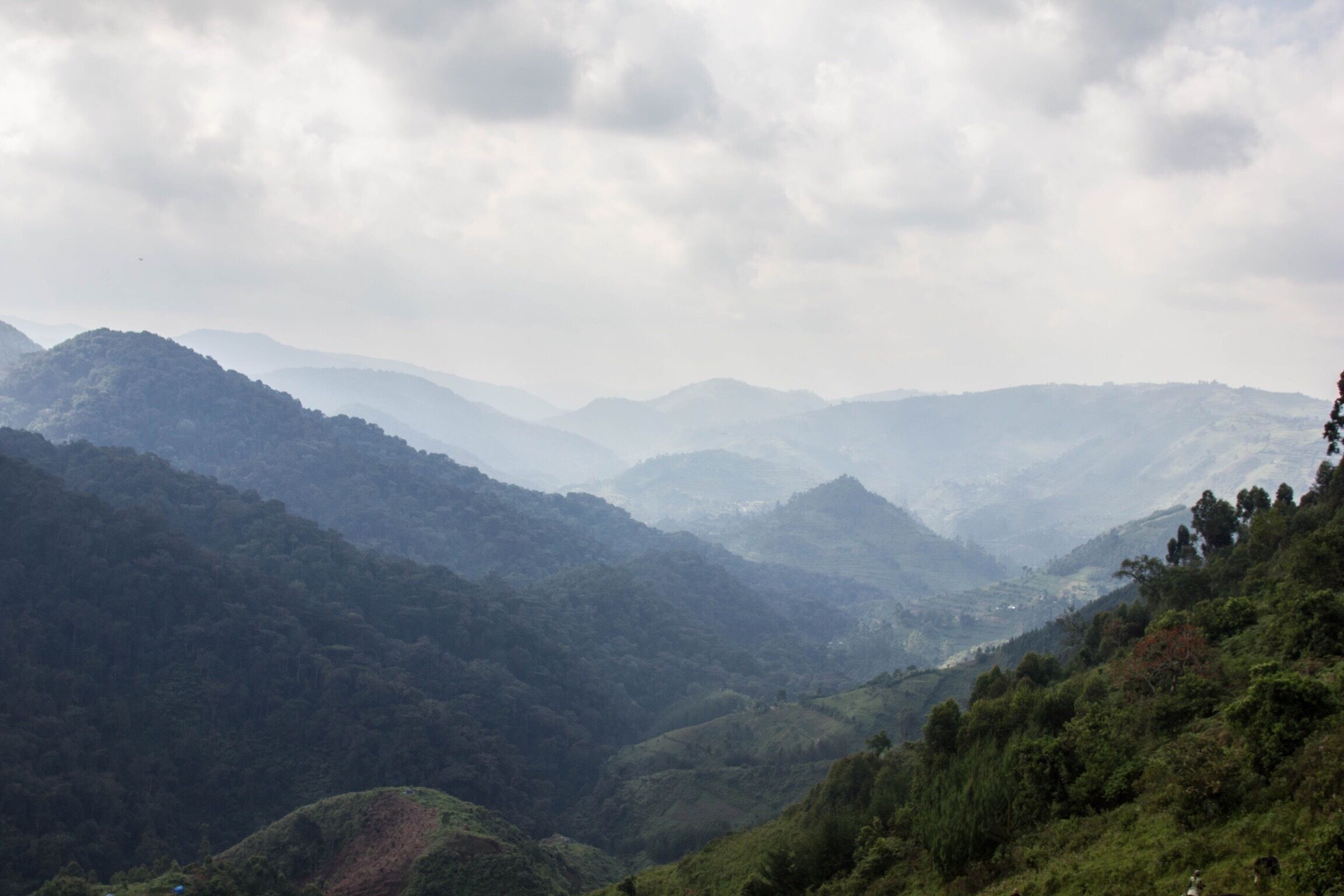 Trekking to see the silver back gorillas in Bwindi! Such an enchanting place! #hiking